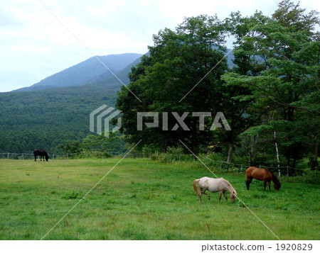 pasture, taste, field 1920829