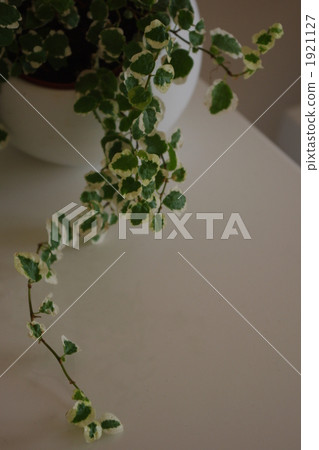 植物植物Pumira了 1921127