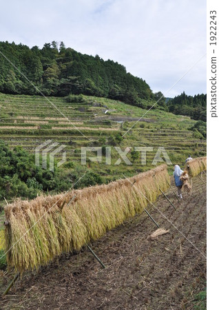 Rice cultivation Rice cultivation 1922243