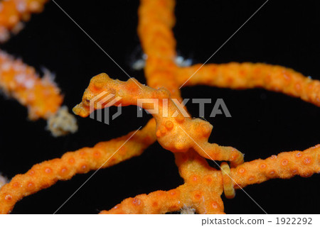 侏儒海水管 侏儒海水管 1922292