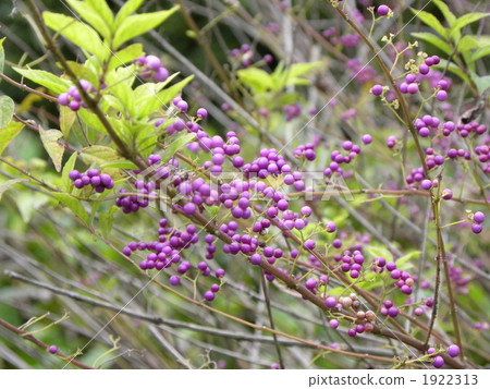 深紫 植物 植物學 1922313