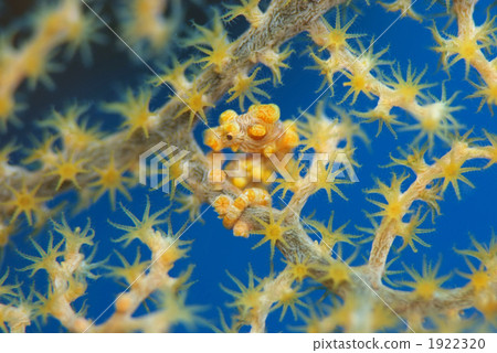 侏儒海水管 1922320