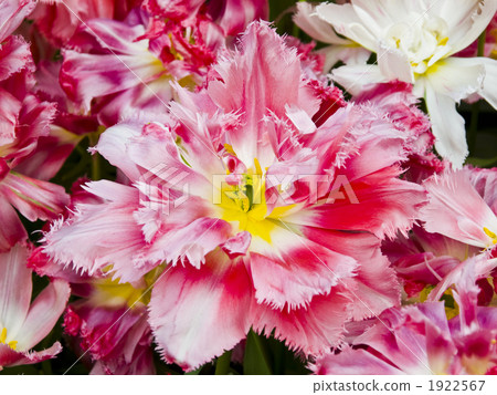 Fringe blooming tulip 1922567