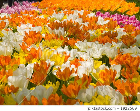 Tulip spreading in bloom Tulip spreading in bloom 1922569