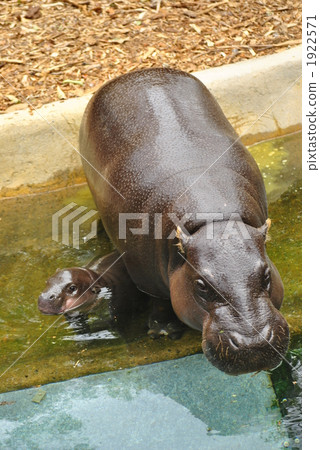 Troma動物園的侏儒河馬的父母和孩子 1922571