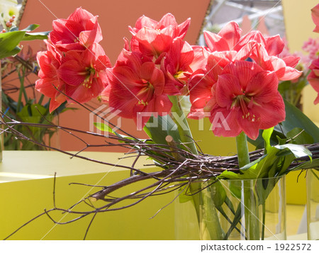 Amaryllis Flower Arrangement 1922572