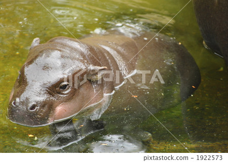 Parent and child of Pigmy Hippo of Troma Zoo 1922573