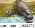 Troma動物園的侏儒河馬的父母和孩子 1922575