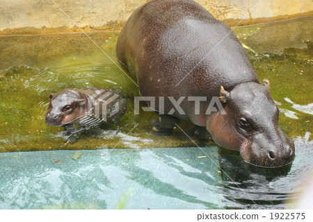 Parent and child of Pigmy Hippo of Troma Zoo Parent and child of Pigmy Hippo of Troma Zoo 1922575