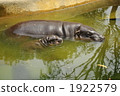 Troma動物園的侏儒河馬的父母和孩子 1922579
