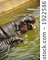 Troma動物園的侏儒河馬的父母和孩子 1922586