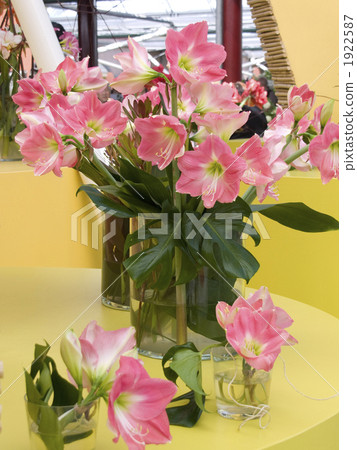 孤挺花插花 孤挺花插花 1922587