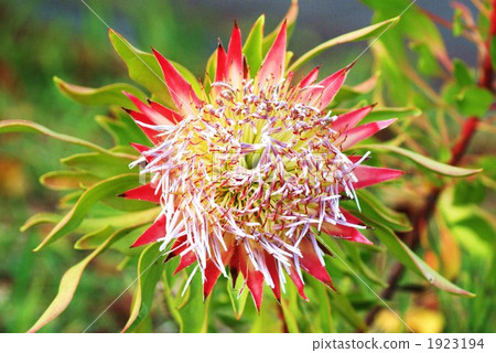 King Protea in full bloom 1923194