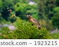 黑色的風箏 禽 動物 1923215