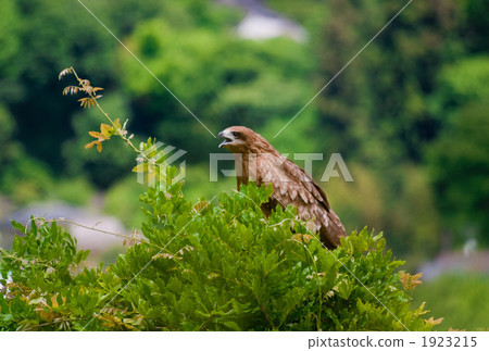 black kite, avian, animal 1923215