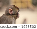 日本獼猴 陸生動物 陸上動物 1923502