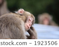 陸生動物 日本獼猴 動物 1923506