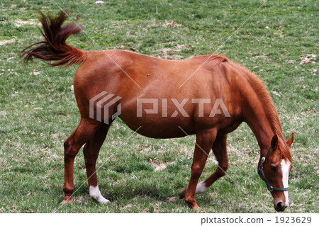 thoroughbred, bloodstock, equine 1923629
