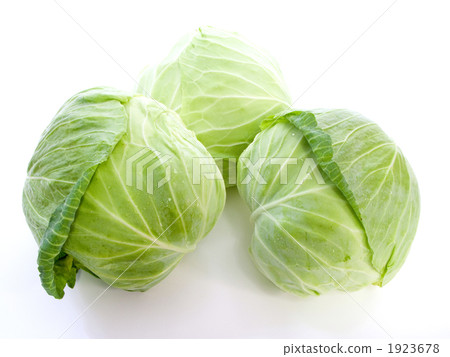 三個白菜 1923678