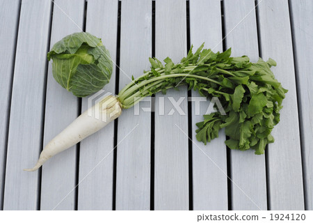 秋天圓白菜和葉子用蘿蔔 1924120