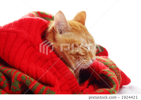 Cat in the sweater Cat in the sweater 1924421