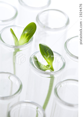 R & D image of plant 1924476