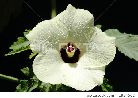 秋葵的花 1924502