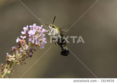 Oskashiba which honey while hovering 1924656