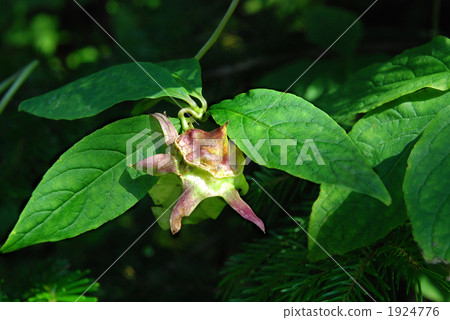 Vine Carrot Vine Carrot 1924776