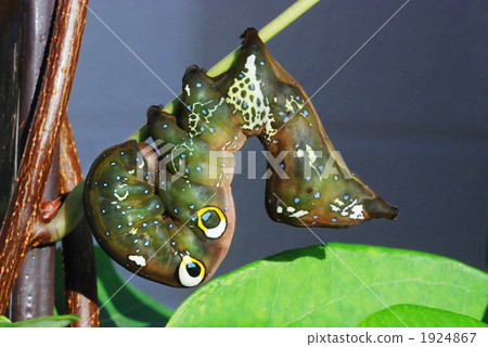 Asakiko's Asakiko's 1924867