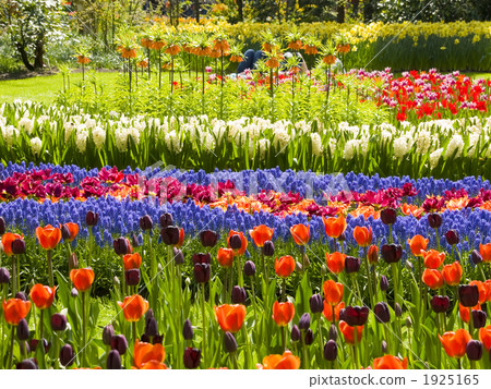 Keukenhof Park Tulip 1925165