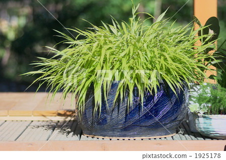 Kaze wild grass (hoof) Kaze wild grass (hoof) 1925178