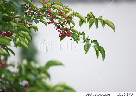 Mayumi fruit 1925179