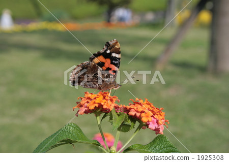 Acadateha and Lantana 1925308