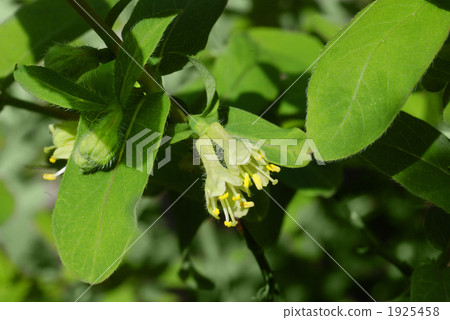 Flower of a Husk Cup 1925458