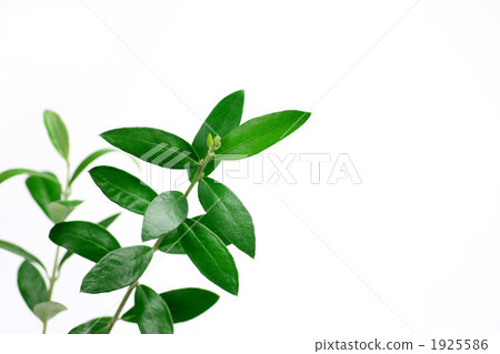 Olive leaves 1925586