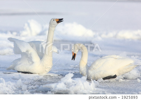 courting, whooper swan, the whooper swan 1925893