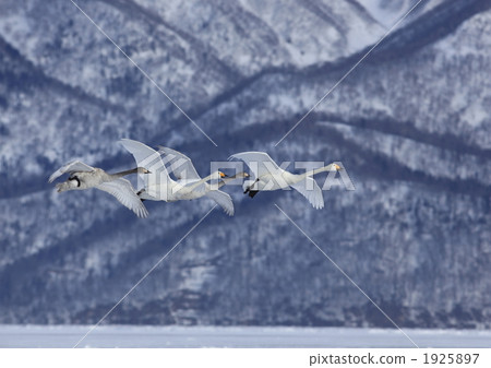 migratory, migratory bird, flight 1925897