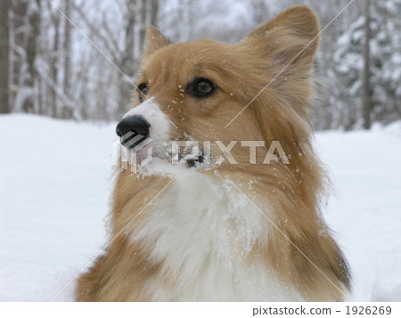 我喜歡冬天 1926269