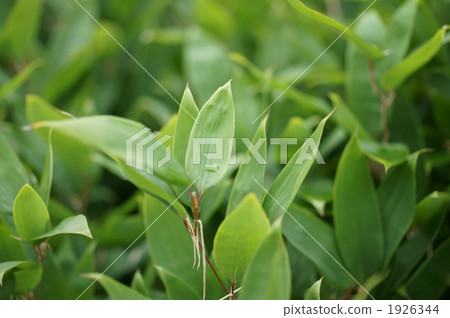 After the rain 1926344