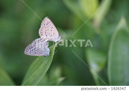 insect, insects, bug 1926347