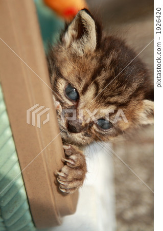 一隻小貓 1926420