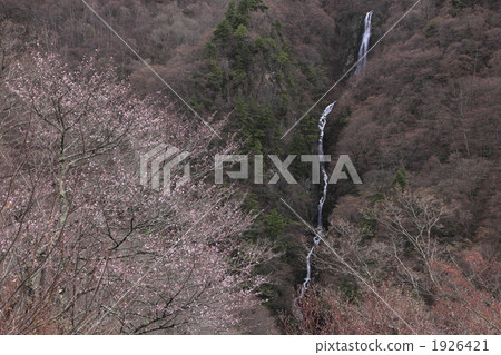 Yagaki和野櫻桃樹 1926421