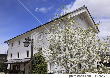 Collection and dogwood 1926575