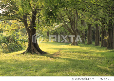 The Secret of the Forest 1926579