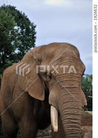 African elephant African elephant 1926632