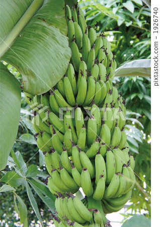 香蕉 香蕉 1926740