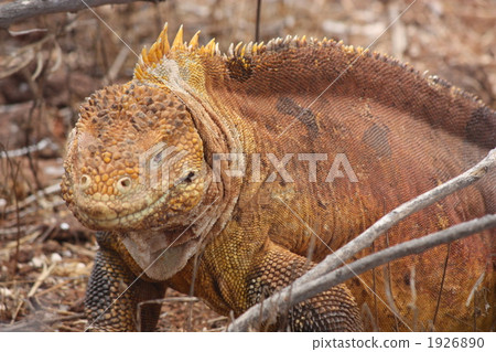 It is land iguana from Galapagos! 4 It is land iguana from Galapagos! 4 1926890