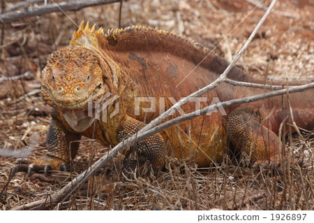 It is land iguana from Galapagos! 5 It is land iguana from Galapagos! 5 1926897