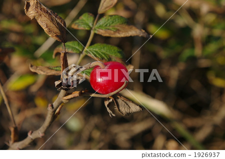 一個hamanous深秋的果子 1926937
